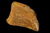 Juvenile Carcharodontosaurus Tooth - Morocco #140669-1